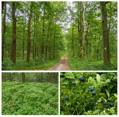 Heidelbeeren