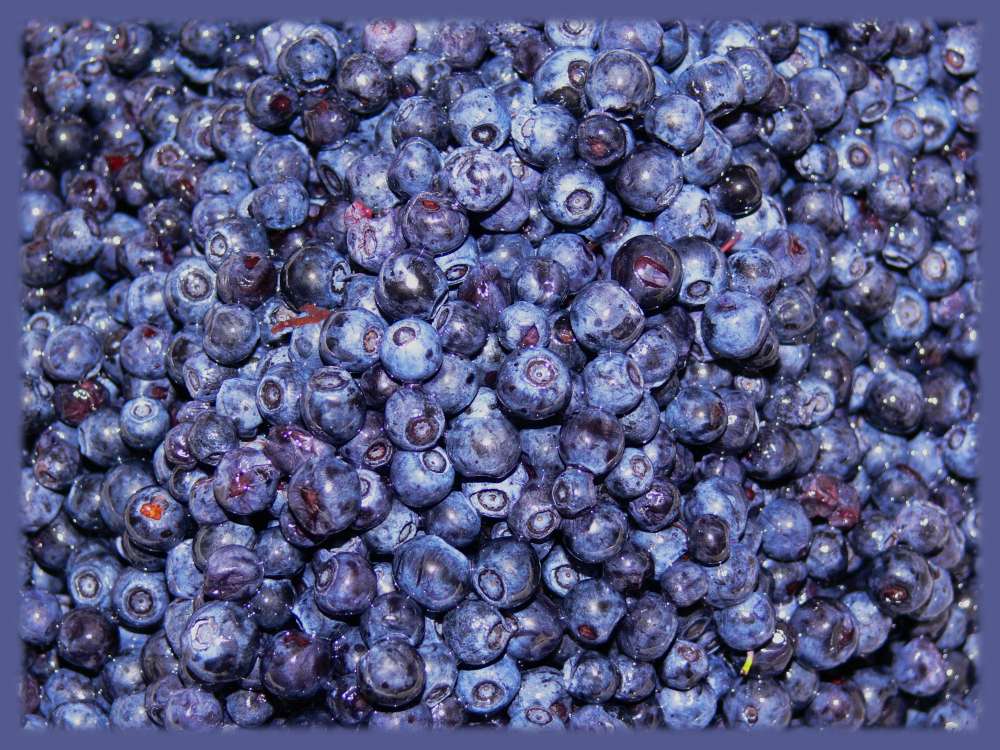 Heidelbeeren, blau und lecker