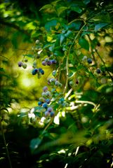 heidelbeeren