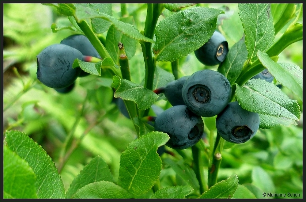 Heidelbeeren...