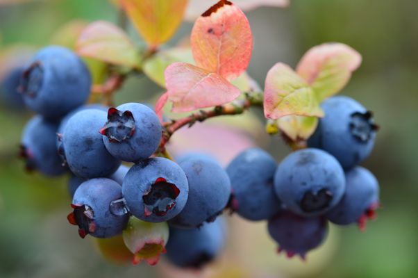Blaubeeren Fotos & Bilder auf