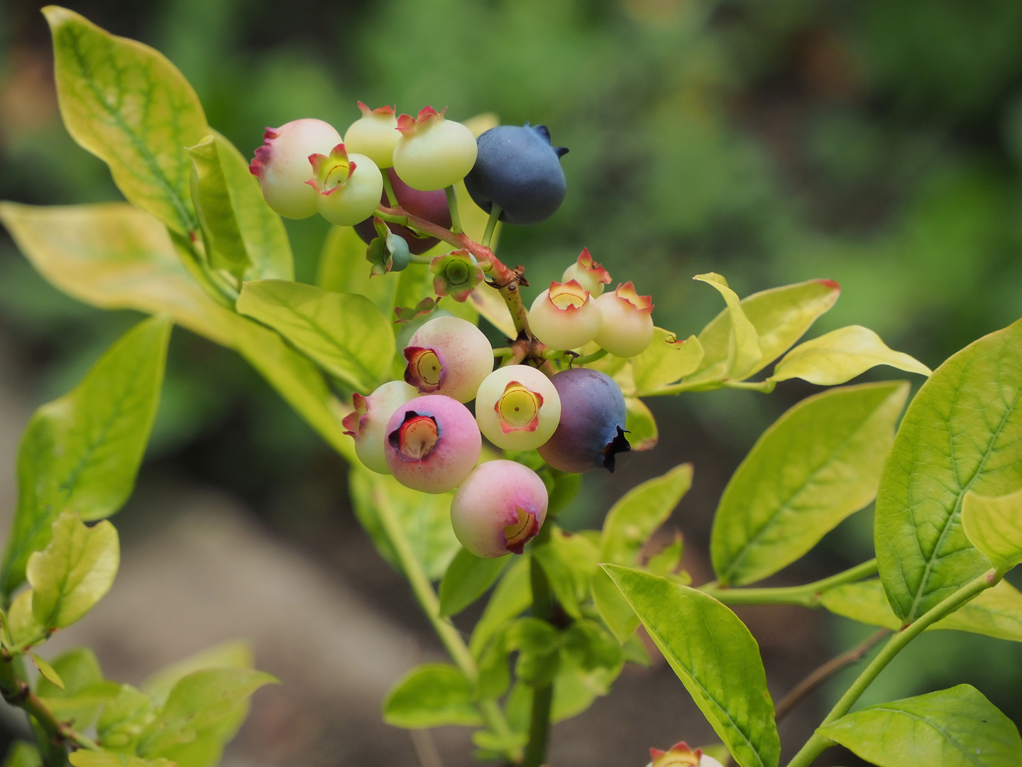 Heidelbeeren