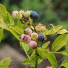 Heidelbeeren