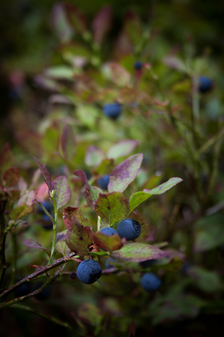 Heidelbeeren