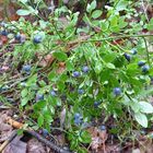 Heidelbeeren im Wald