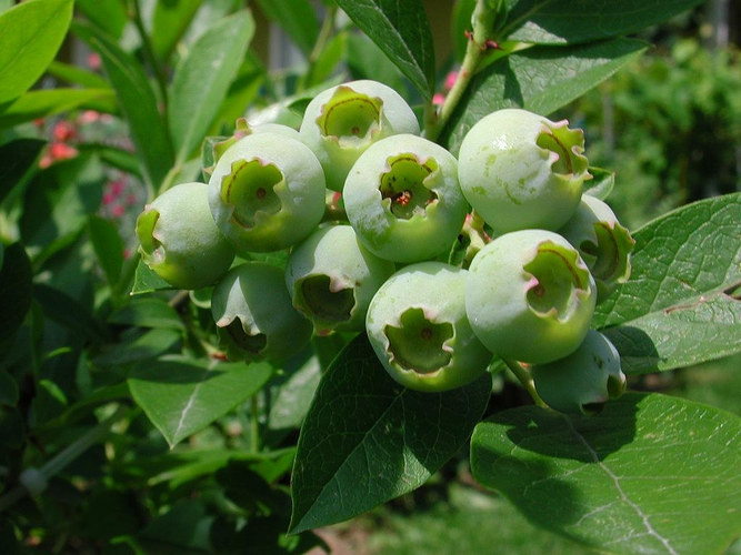 Heidelbeeren ,noch unreif