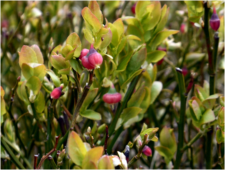 Heidelbeeren oder norddeutsch: Blaubeeren