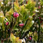 Heidelbeeren oder norddeutsch: Blaubeeren