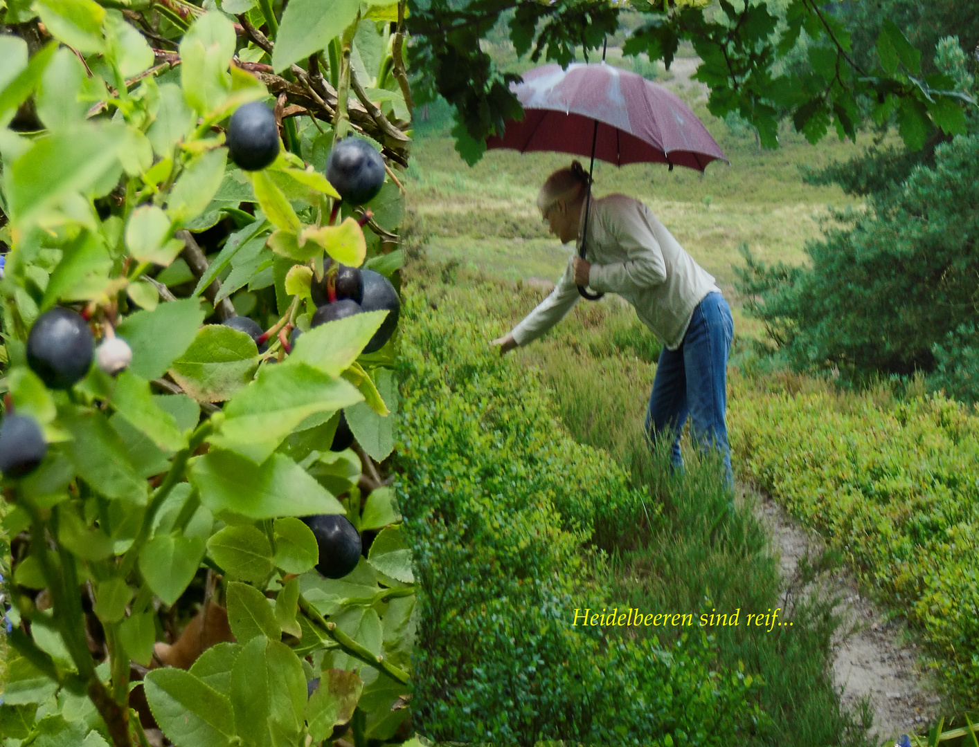 Heidelbeeren sind reif..................