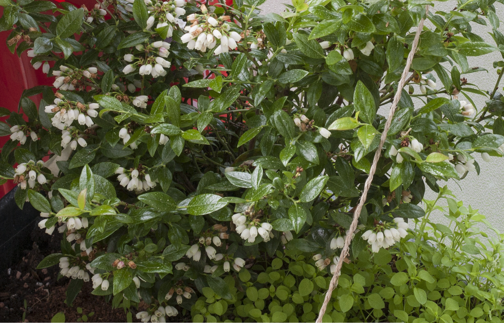 Heidelbeeren_Balkon