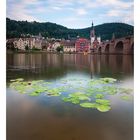 Heidelberg - Im Neckar