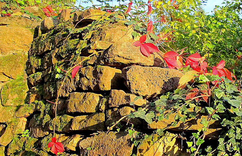 Heidelberg Philosophenweg:Trockenmauer bei Sonnenuntergang