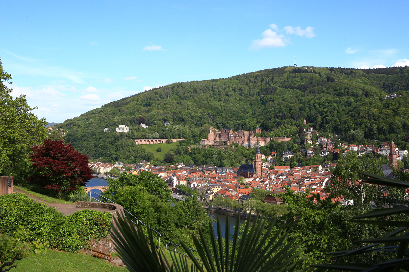 Heidelberg über Palmen