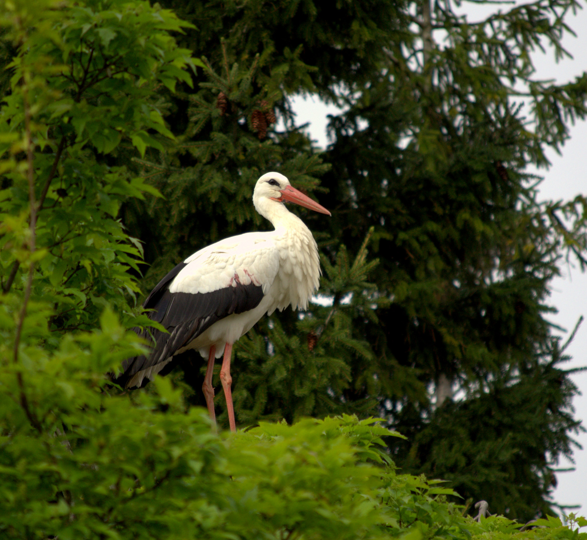 Heidelberg Zoo #3