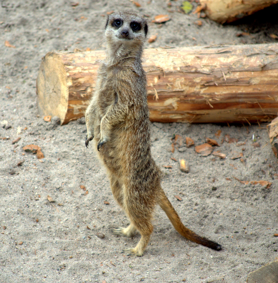 Heidelberg Zoo #4