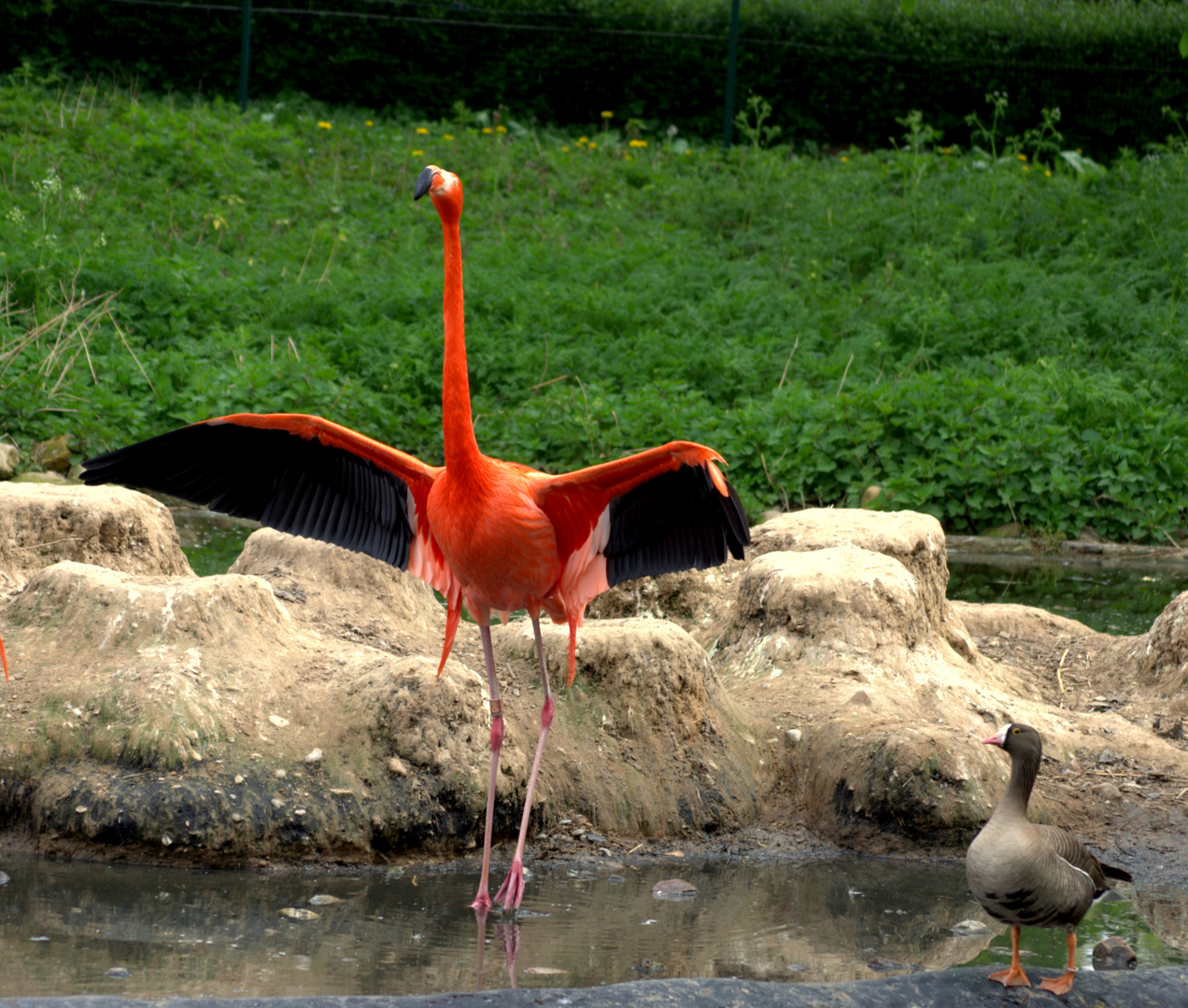 Heidelberg Zoo #5