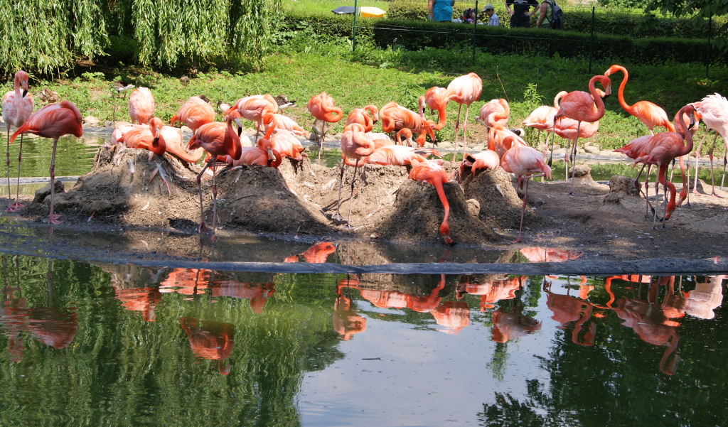 Heidelberger Flamingo´s