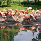 Heidelberger Flamingo´s