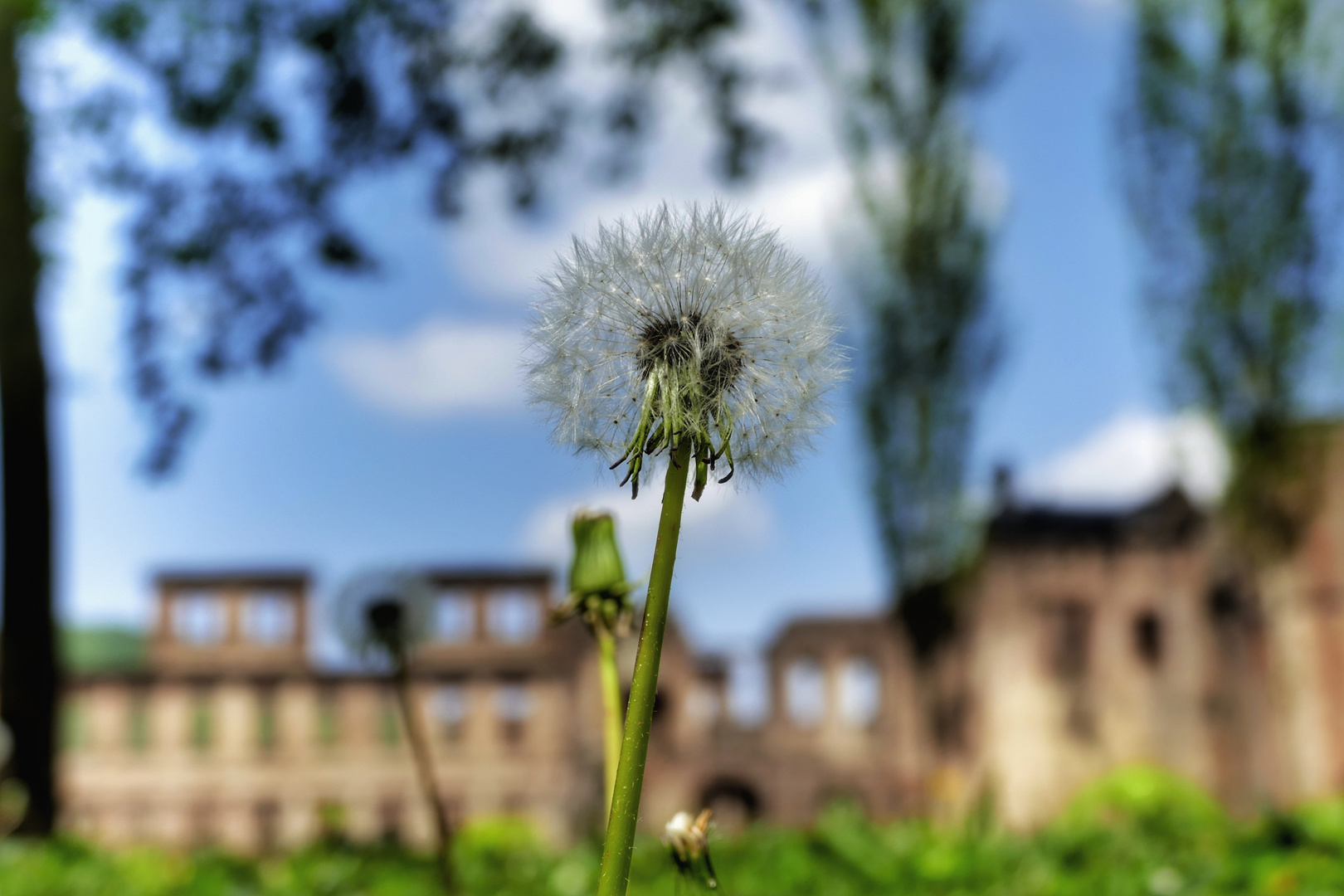 Heidelberger Schloss #1