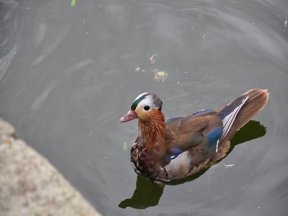 Heidelberger Zoo