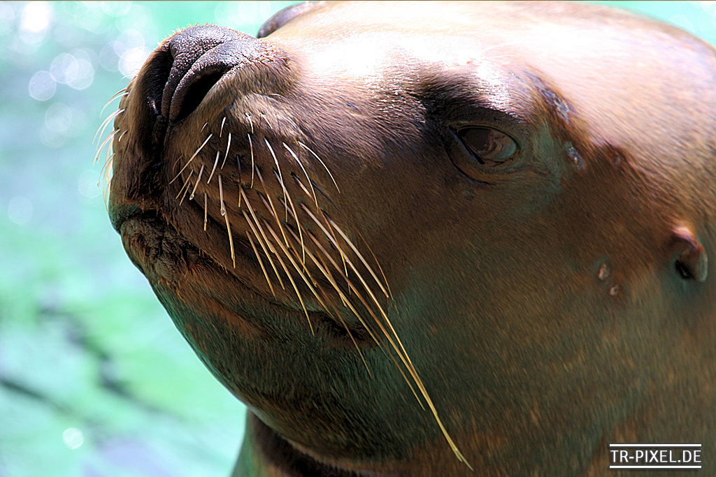 Heidelberger Zoo