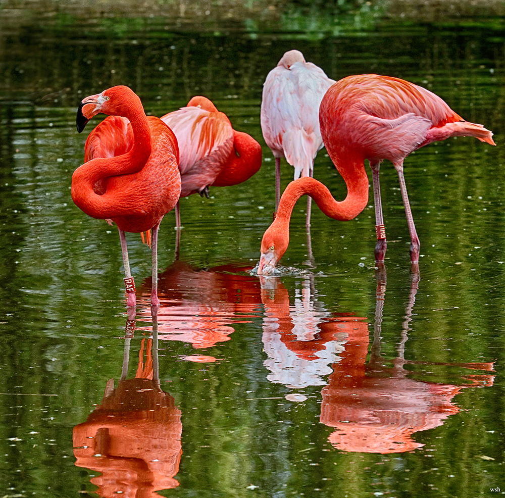 Heidelberger Zoo