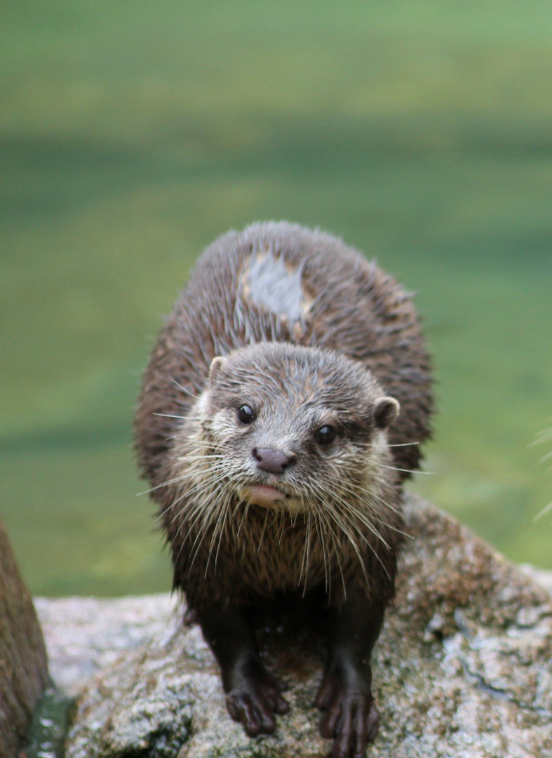 Heidelberger Zoo