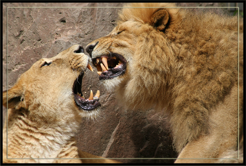 Heidelberger ZOO