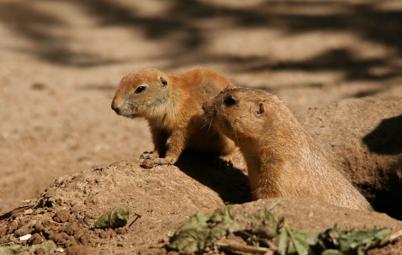 Heidelberger Zoo