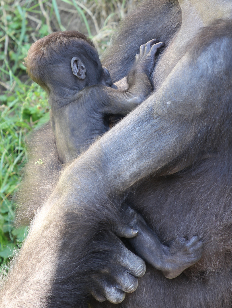 Heidelberger Zoo - FESTHALTEN!