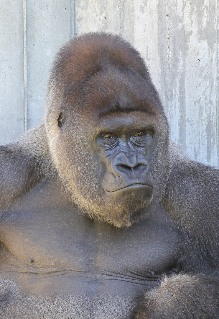 Heidelberger Zoo - Gorilla