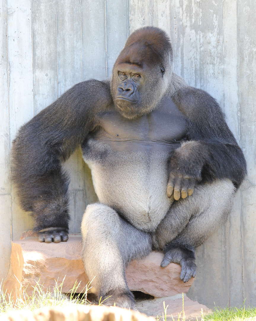 Heidelberger Zoo - Gorilla beim Posen... ganz cool :-)