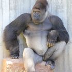 Heidelberger Zoo - Gorilla beim Posen... ganz cool :-)