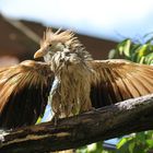 Heidelberger Zoo - ...ich hatte auch schon mehr Federn :-)