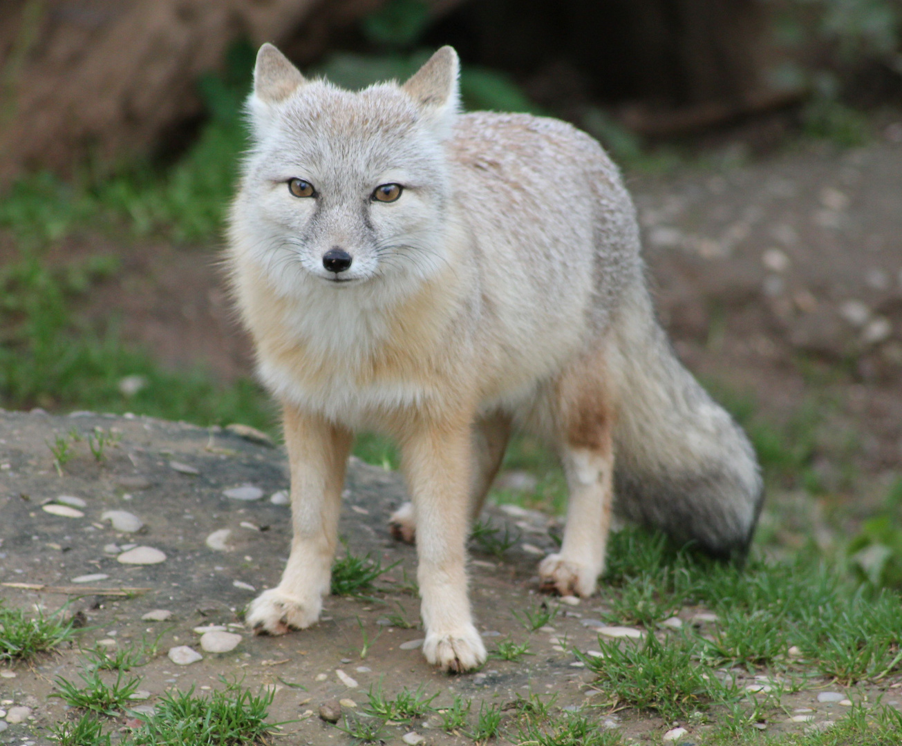 Heidelberger Zoo II