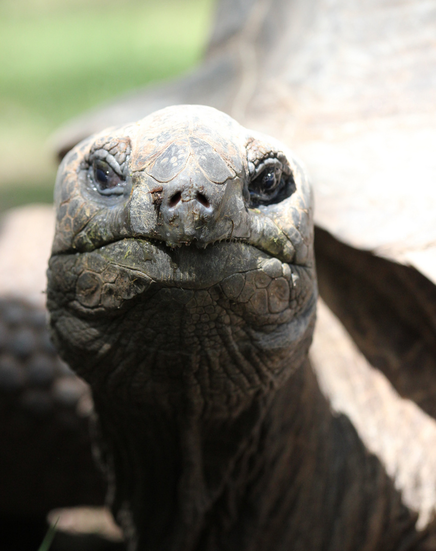 Heidelberger Zoo - Riesenschildkröte