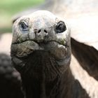 Heidelberger Zoo - Riesenschildkröte