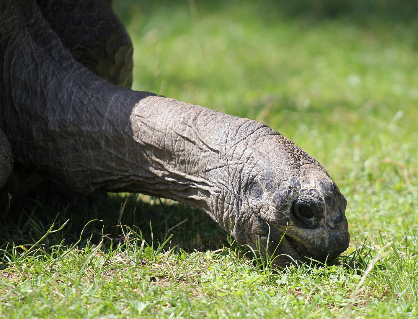 Heidelberger Zoo - Riesenschildkröte beim Fressen