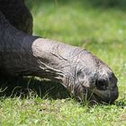 Heidelberger Zoo - Riesenschildkröte beim Fressen