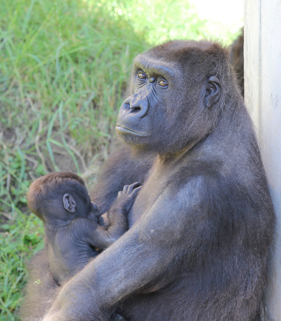 Heidelberger Zoo - siehst du das ist mein Baby ...ganz stolz, komm nicht näher :-)