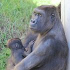 Heidelberger Zoo - siehst du das ist mein Baby ...ganz stolz, komm nicht näher :-)