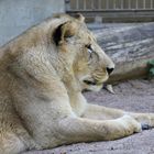 Heidelberger Zoo - so ein schönes Tier...