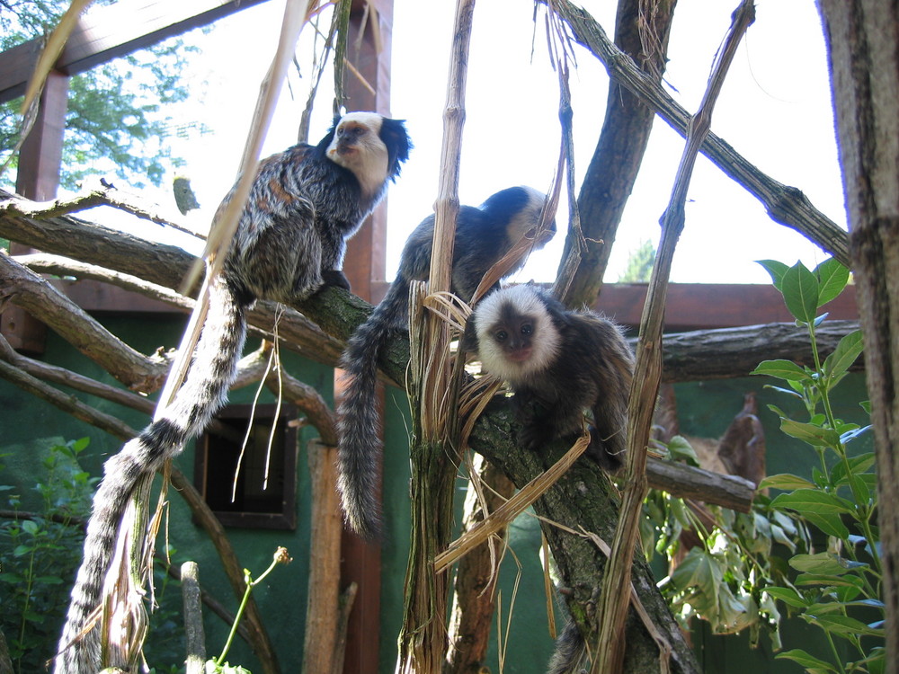 Heidelberger Zoo Sommer 2008