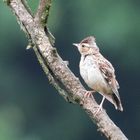 Heidelerche im Wald