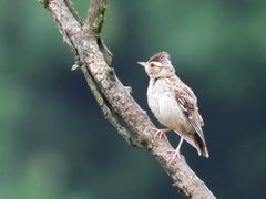 Heidelerche im Wald