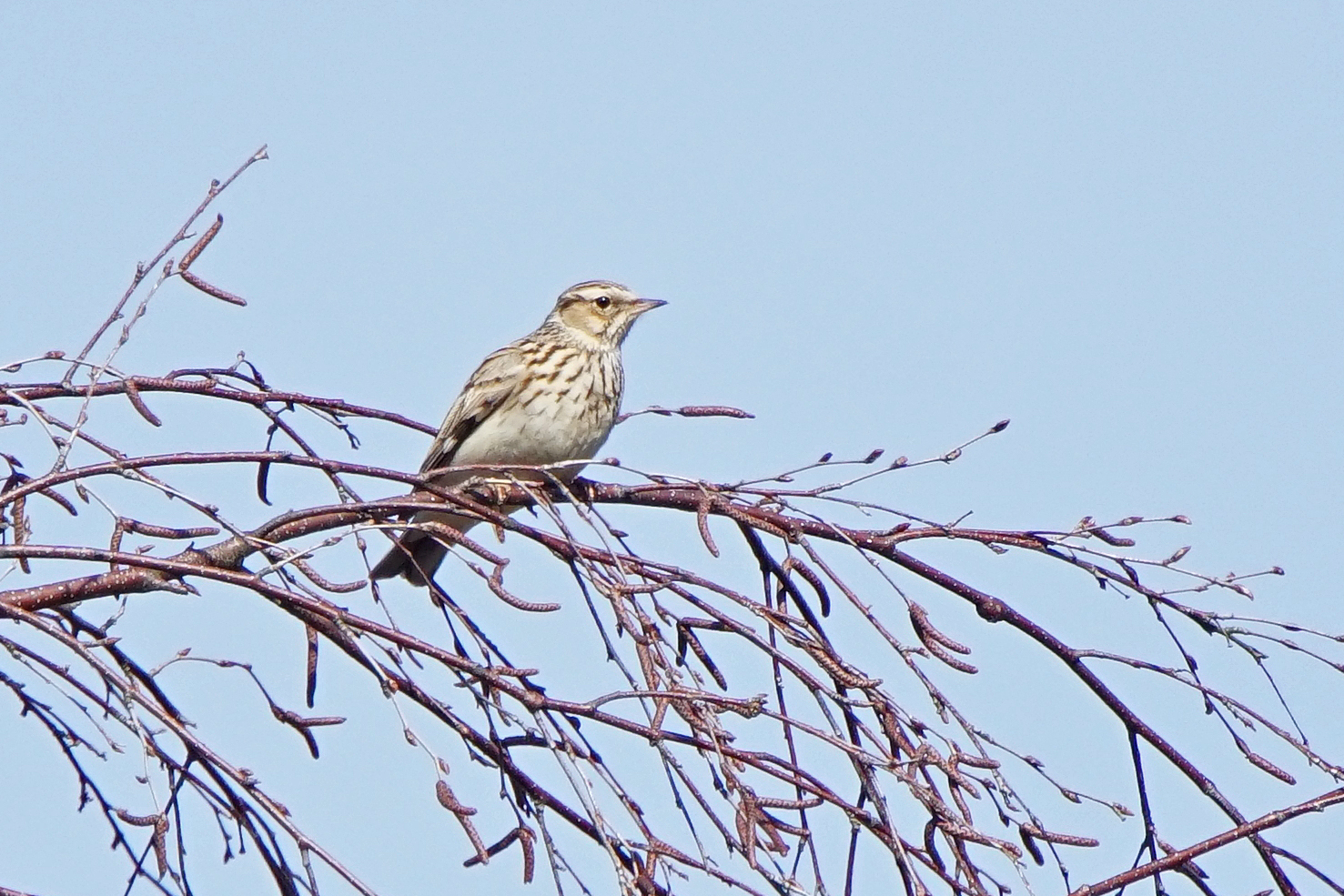 Heidelerche (Lullula arborea)