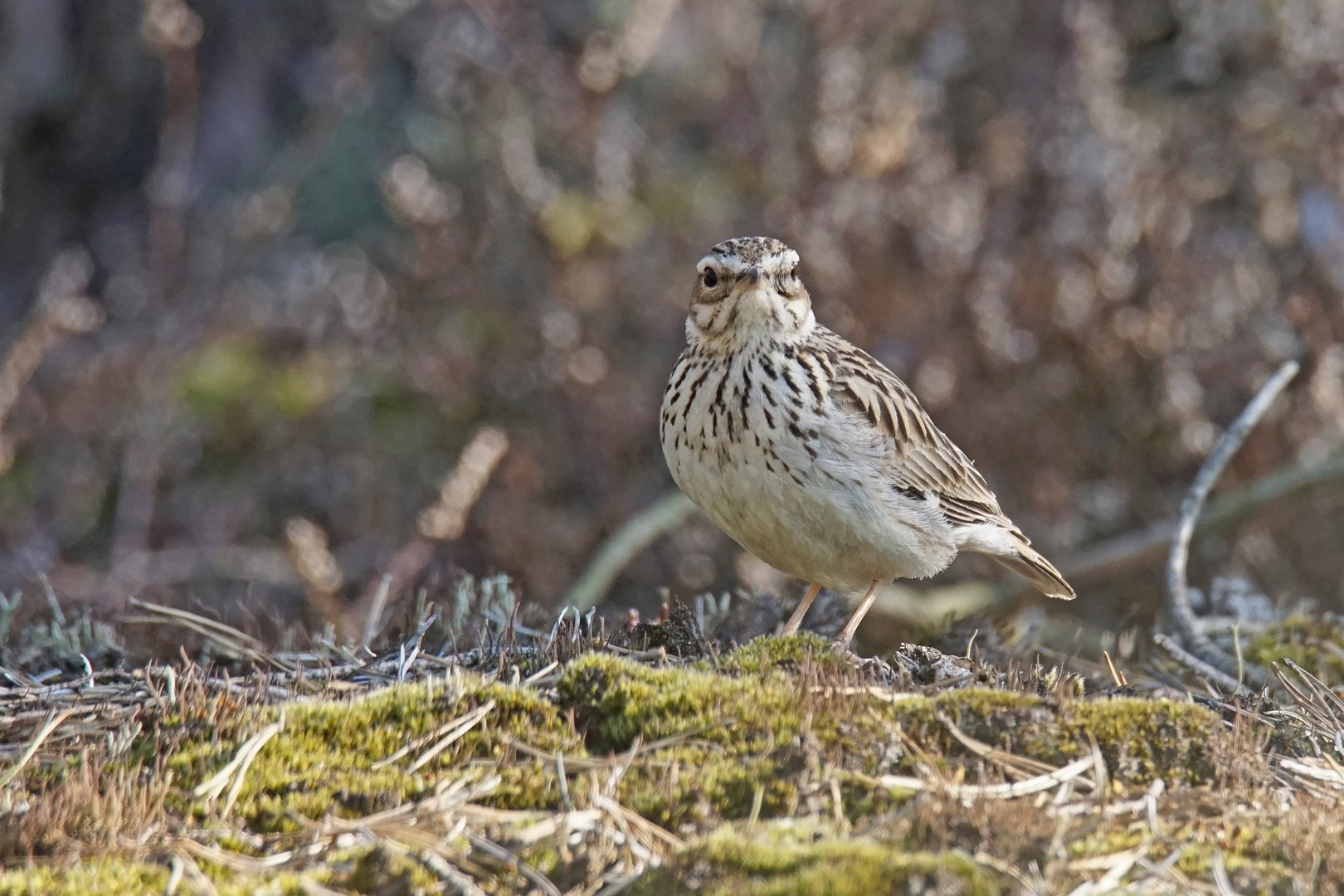 Heidelerche (Lullula arborea)