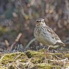 Heidelerche (Lullula arborea)