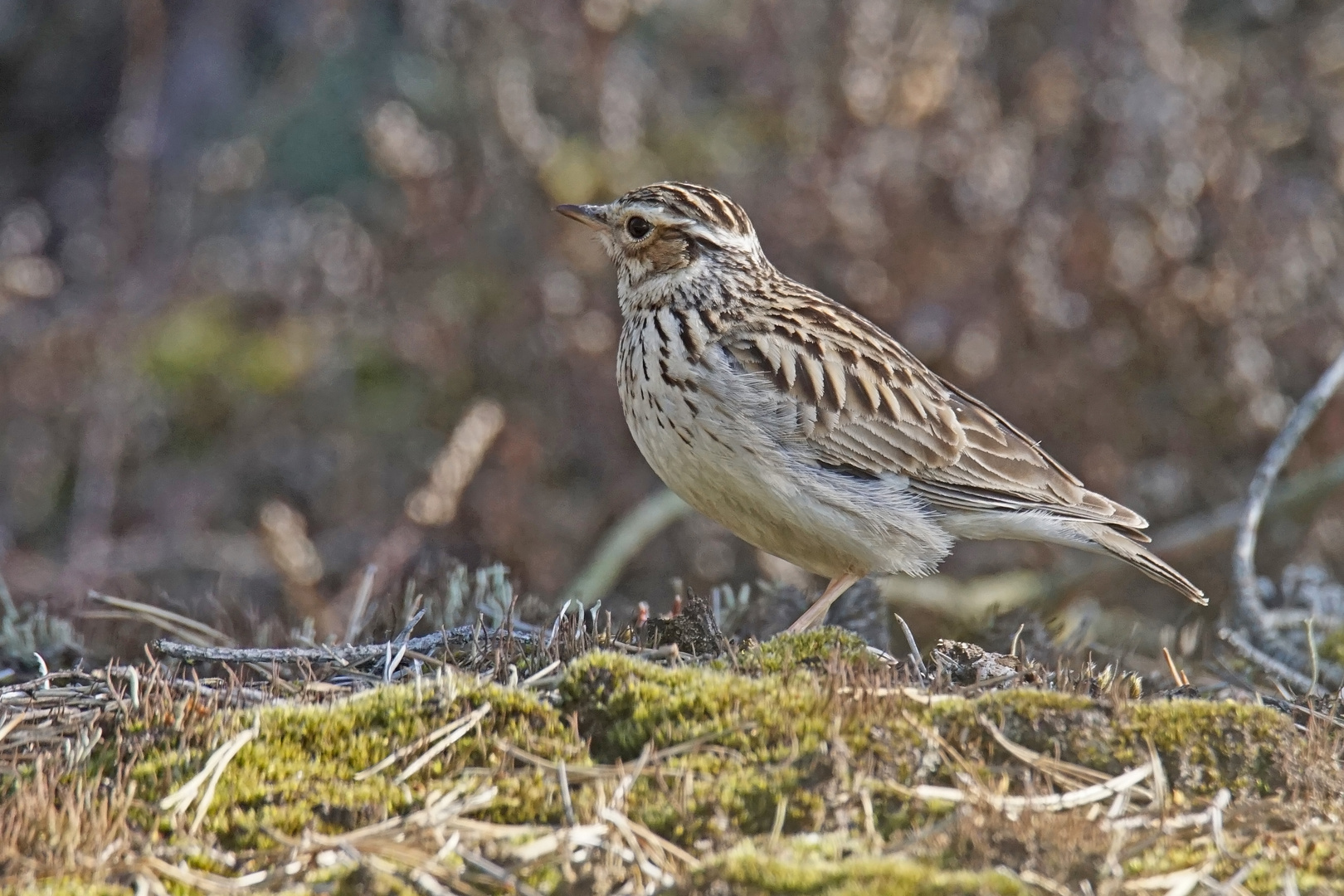 Heidelerche (Lullula arborea)