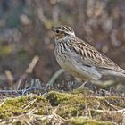 Heidelerche (Lullula arborea)